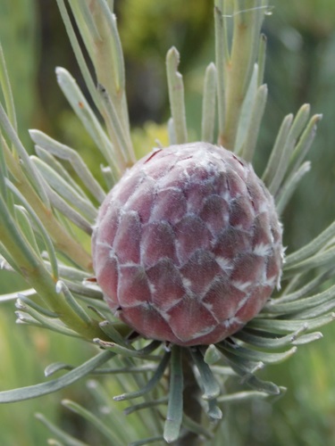 Image of Leucadendron album by (c) Rebecca Ryen-Stols, some rights reserved (CC BY-SA)