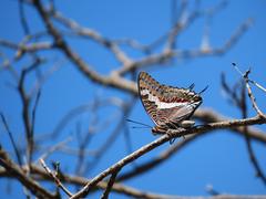 Charaxes saturnus