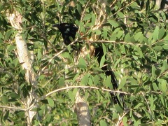 Centropus toulou