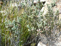 Erica strigilifolia