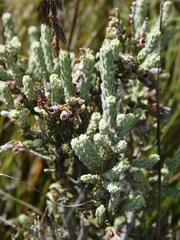 Erica strigilifolia