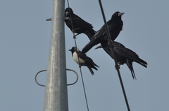 Corvus dauuricus