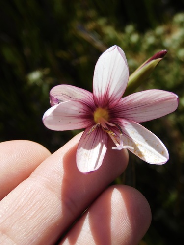 Image of Geissorhiza fourcadei by (c) Rebecca Ryen-Stols, some rights reserved (CC BY-SA)