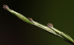 Oplismenus compositus