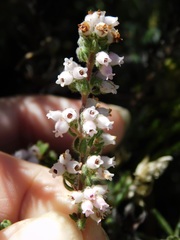 Erica oreotragus