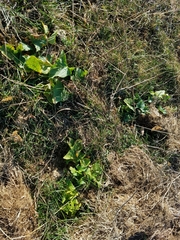 Blitum bonus-henricus