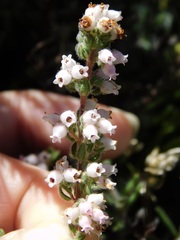 Erica oreotragus