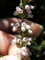 Erica oreotragus