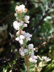 Erica oreotragus