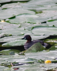 Tachybaptus ruficollis