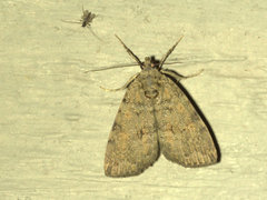 Aucha triphaenoides
