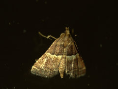 Persicoptera compsopa