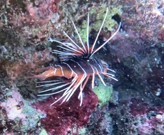 Pterois
