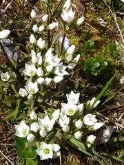 Gentianella bellidifolia