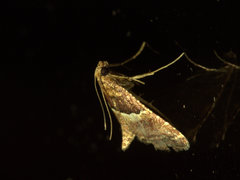 Persicoptera compsopa