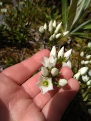 Gentianella bellidifolia