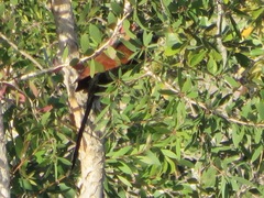 Centropus toulou