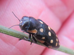 Diphucrania duodecimmaculata