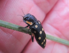 Diphucrania duodecimmaculata