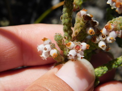 Erica oreotragus