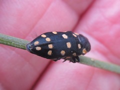 Diphucrania duodecimmaculata