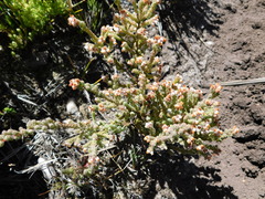 Erica oreotragus