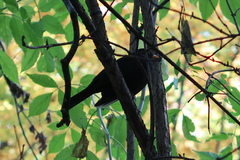 Turdus merula
