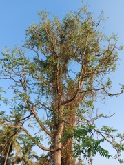 Ailanthus excelsa