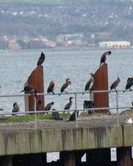 Phalacrocorax carbo