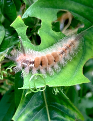 Dasychira chekiangensis