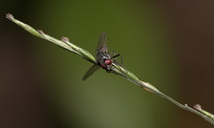 Oplismenus compositus