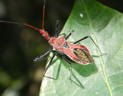 Gminatus wallengreni