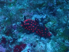 Nembrotha