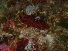 Nembrotha