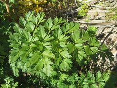 Anisotome lyallii