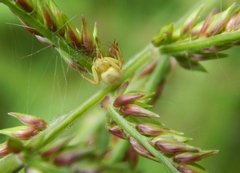 Misumenops rubrodecoratus