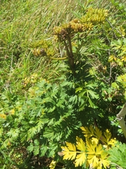 Anisotome lyallii