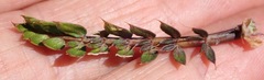 Anisotome aromatica