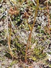 Anisotome aromatica