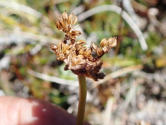 Anisotome aromatica
