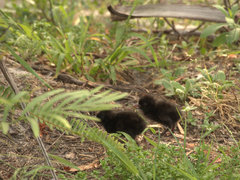 Gallirallus philippensis