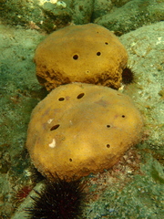 Stelletta