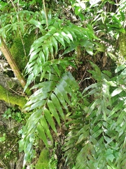 Asplenium lepidotum