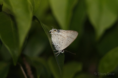 Hypolycaena phorbas