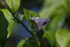 Hypolycaena phorbas