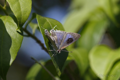 Hypolycaena phorbas