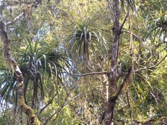 Dracophyllum elegantissimum