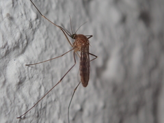 Culex pipiens