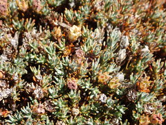 Dracophyllum prostratum