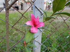 Rhododendron × pulchrum